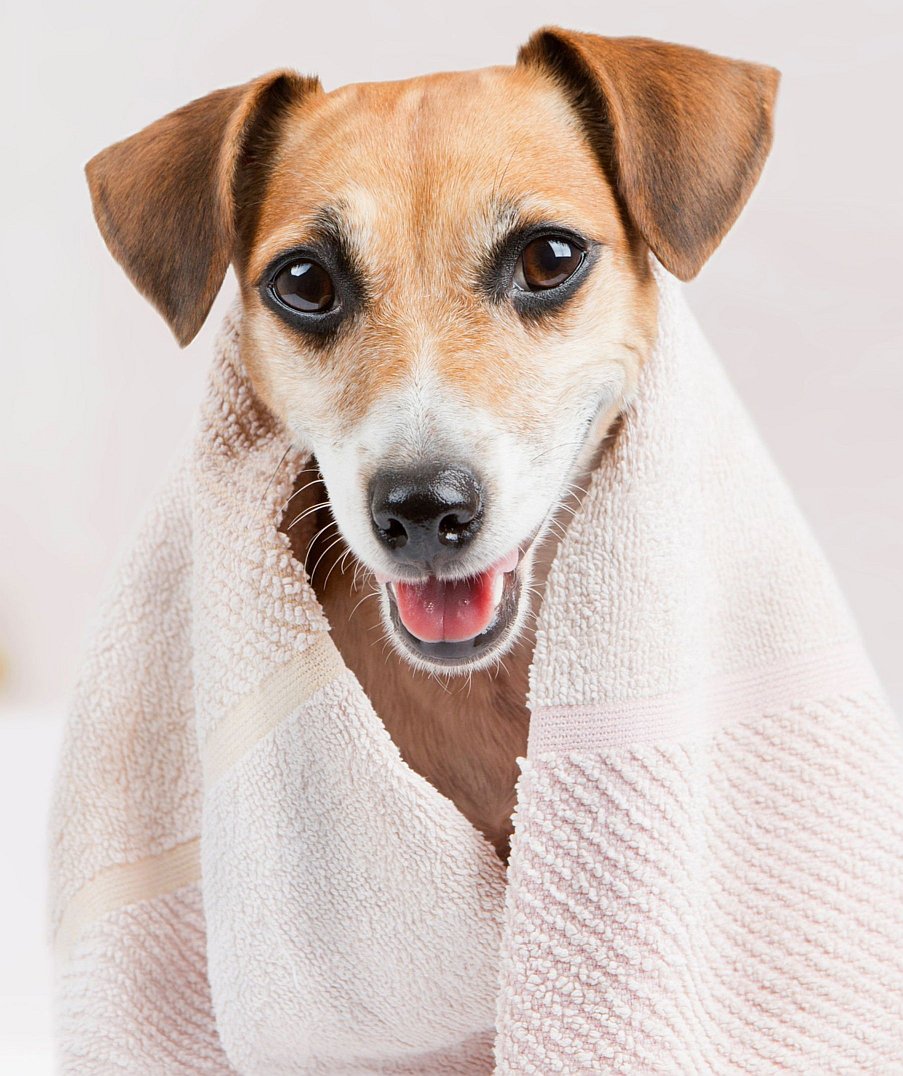 Cute clean dog wrapped in towel<br />
