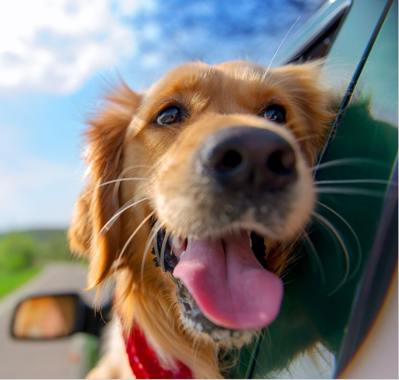 A beautiful clean golden retriever with its head out the car window